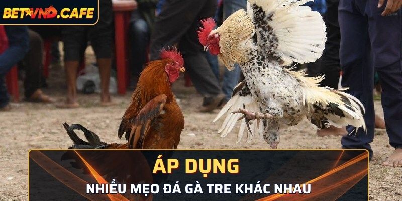 Áp dụng nhiều mẹo đá gà tre khác nhau