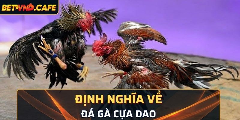 Những chiến kê tham gia đá gà cựa dao có nội lực mạnh mẽ