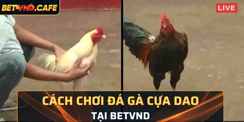 Hướng dẫn cách chơi đấu gà cựa dao tại BetVND