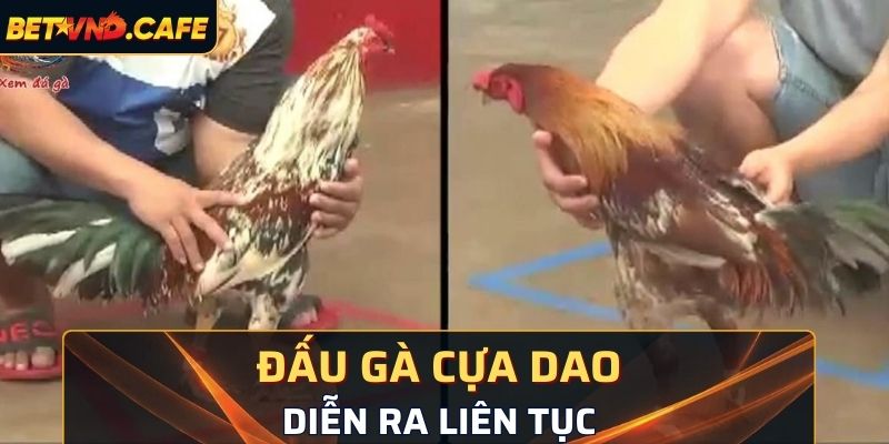 Đấu gà cựa dao tại BetVND có nhiều trận trong ngày