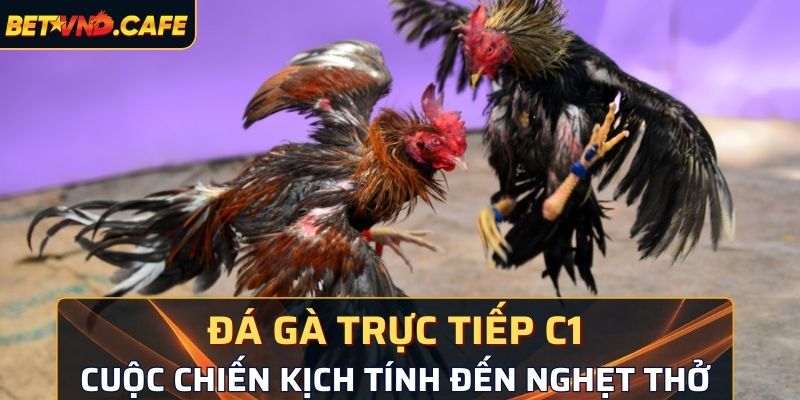 đá gà trực tiếp C1