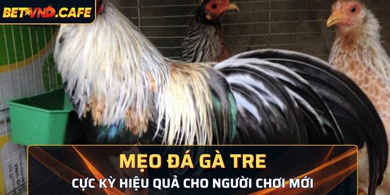 Mẹo đá gà tre cực kỳ hiệu quả cho người chơi mới