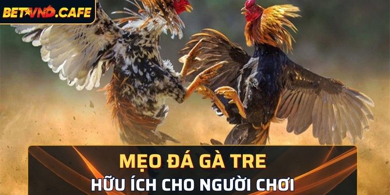 mẹo đá gà tre