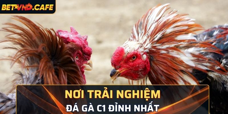 Nơi trải nghiệm chọi kê C1 đỉnh nhất 