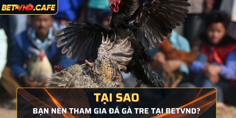 Tại sao bạn nên tham gia đá gà tre tại BetVND?